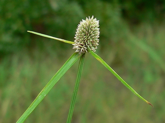 {Kyllinga odorata}